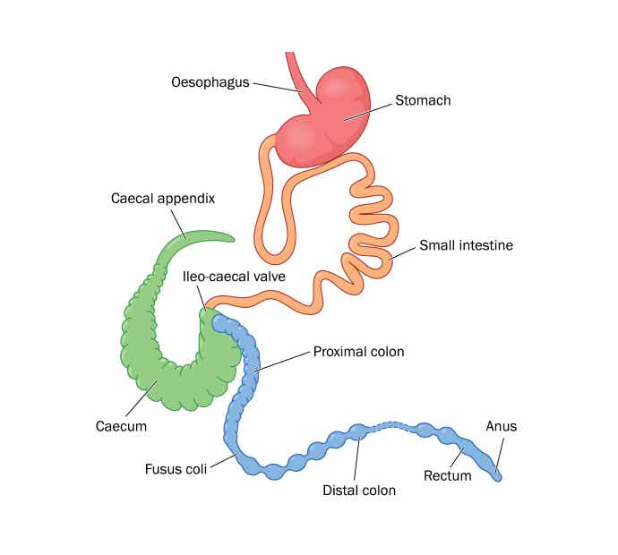 Rabbit Digestive System