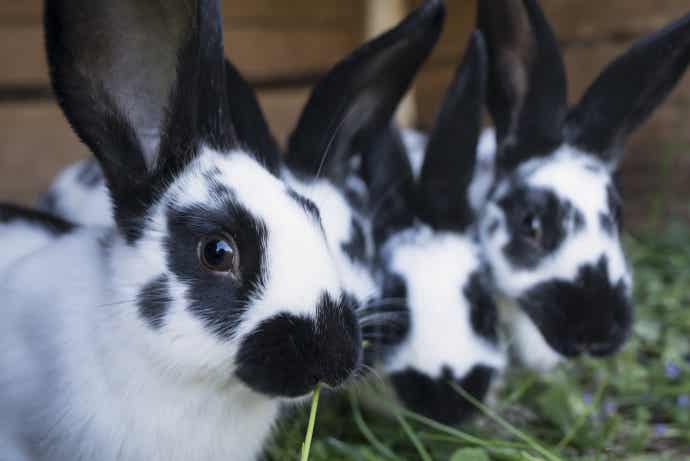 Rabbits Eating Forage