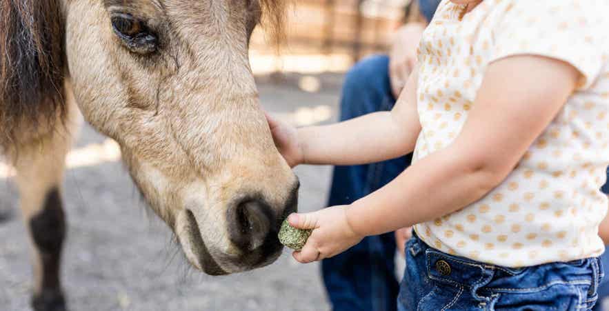 Rewarding Horse with Standlee Treats