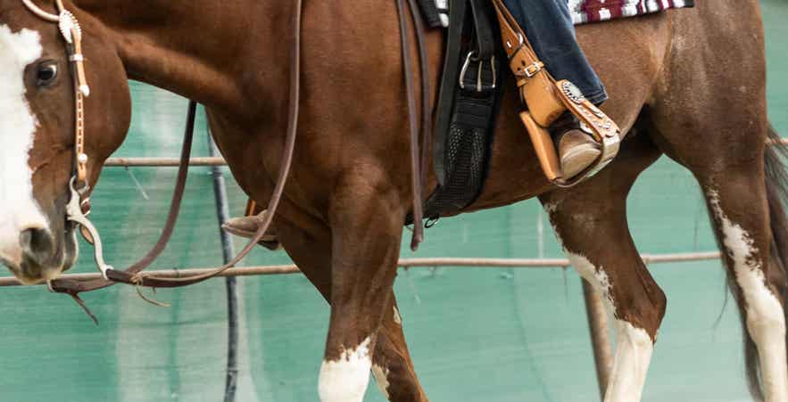 Performance horse under saddle during training, highlighting the importance of digestive health and nutrition for active horses.
