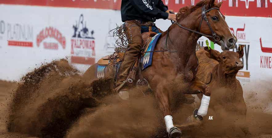 Rodeo horse.