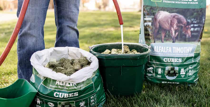 Soaking forage cubes before feeding.