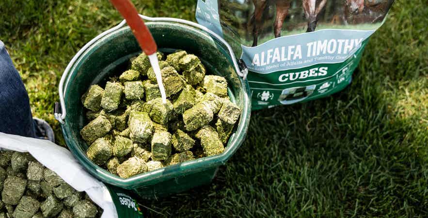 Soaking Standlee forage cubes.