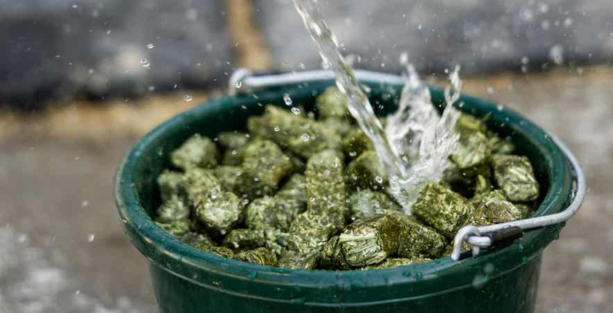 Soaking Timothy Mini Cubes