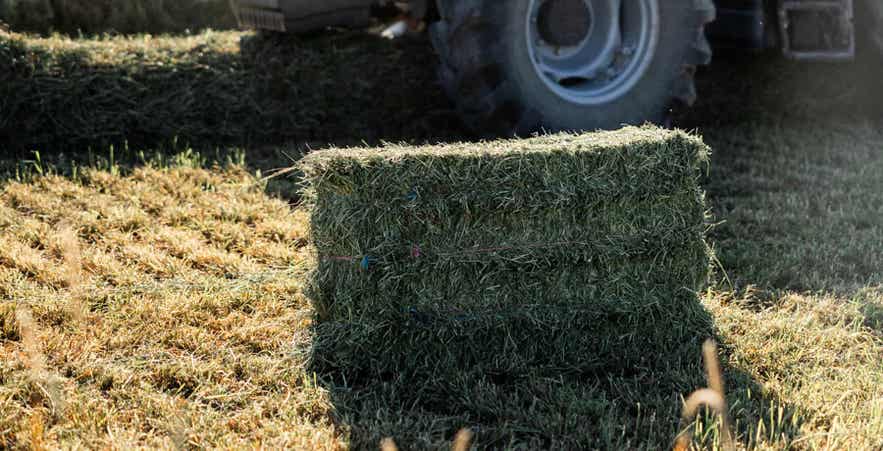 Forage bale in field.