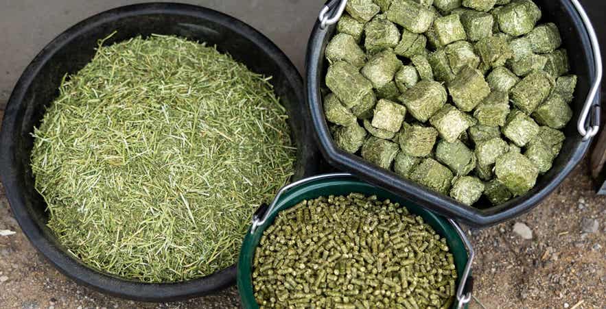 Buckets and feed pans showing various forage forms: chopped, pellets, and cubes.