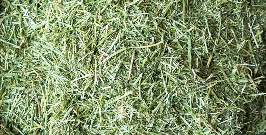 Close-up of chopped forage product.