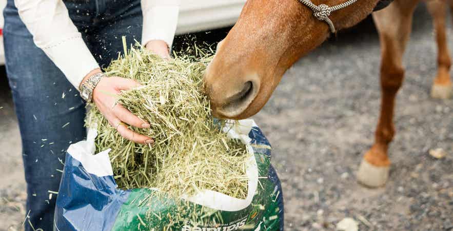 Women feeding horse chopped forage from the bag.