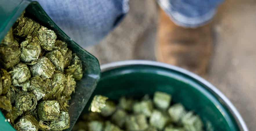 Close-up of Standlee mini cubes in a scoop.