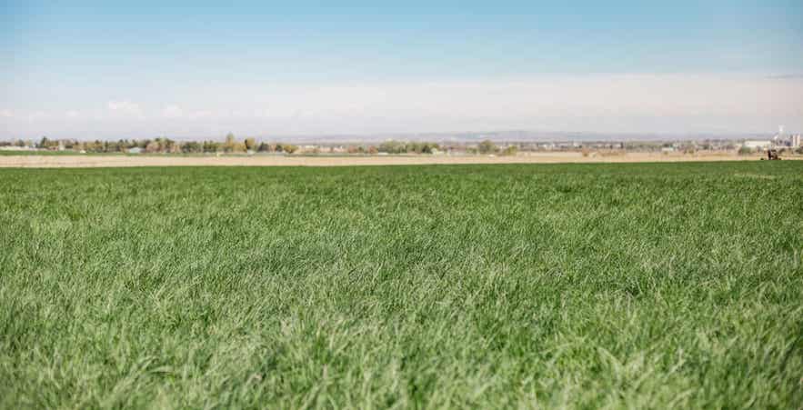 Lush green pasture grass in spring, representing healthy grazing conditions and forage availability for horses.