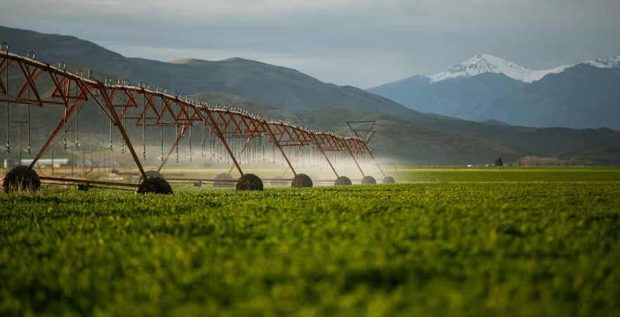 Hay field under pivot irrigation producing high quality forage.