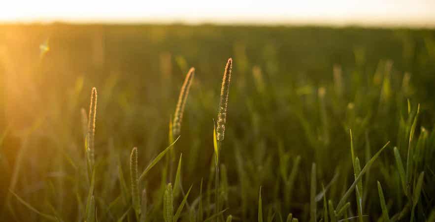Standlee Timothy Field.