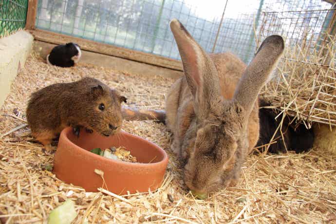 Straw animal bedding