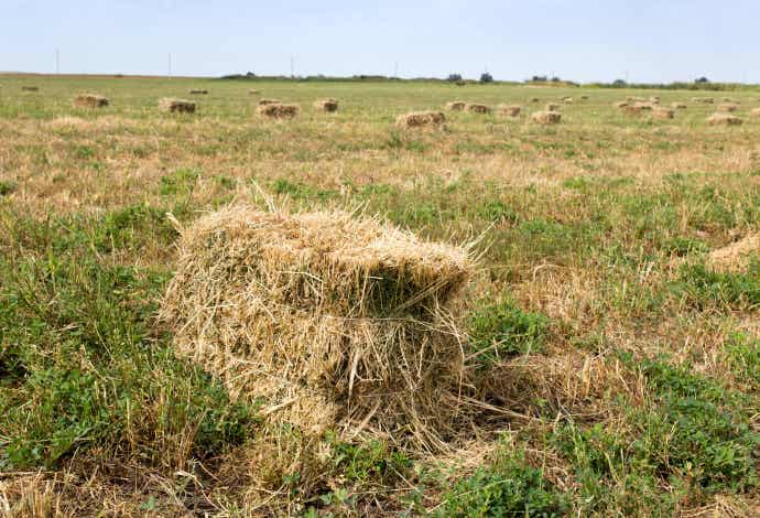 Straw in field