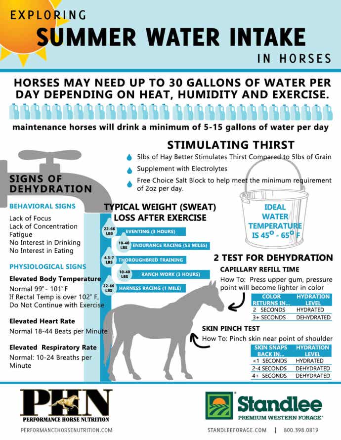 summer water intake guide for horses
