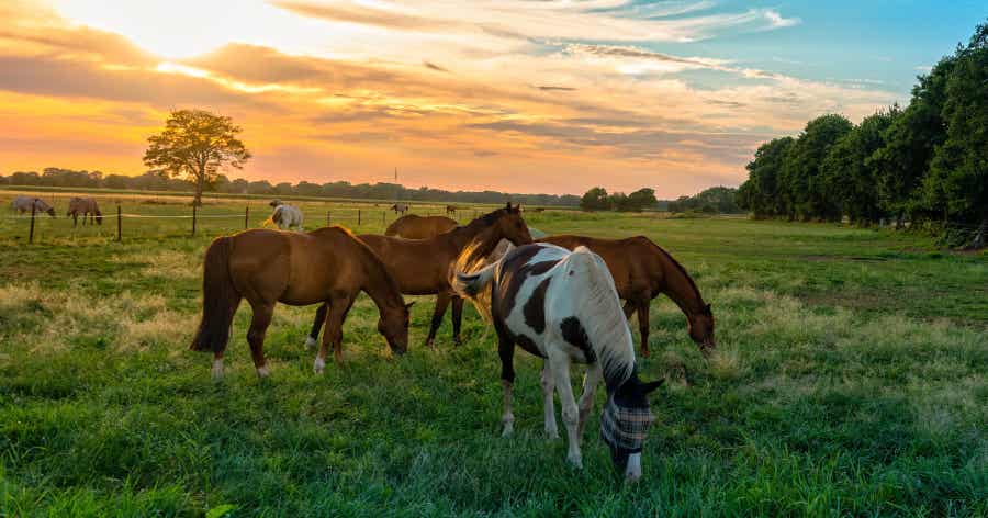 Horses grazing in pasture at sunset