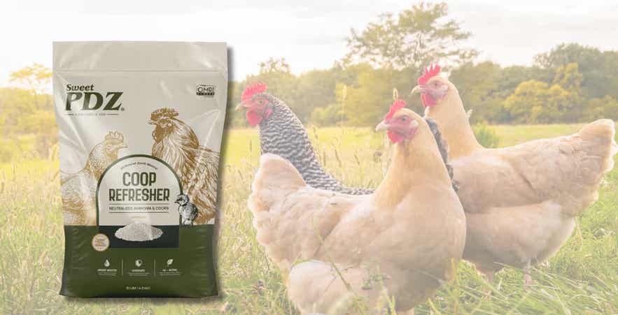Sweet PDZ&reg; Coop Refresher with backyard chickens to support ammonia and odor control.