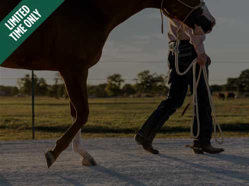 Man leading horse