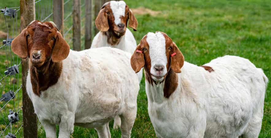 Three goats in pasture.