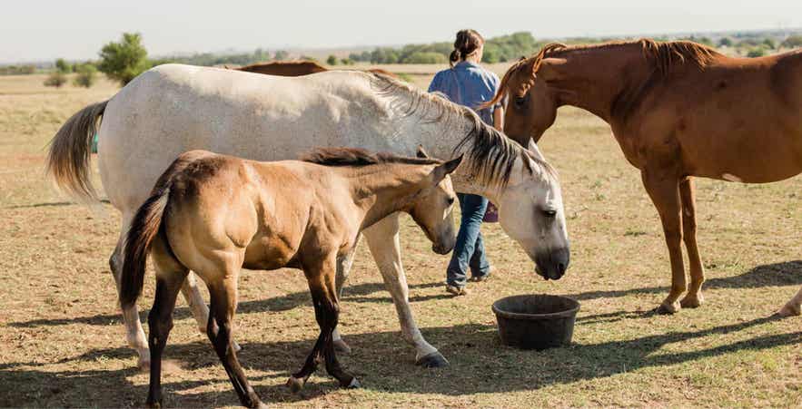 Horses of different ages and conditions gathered around forage in a pasture.
