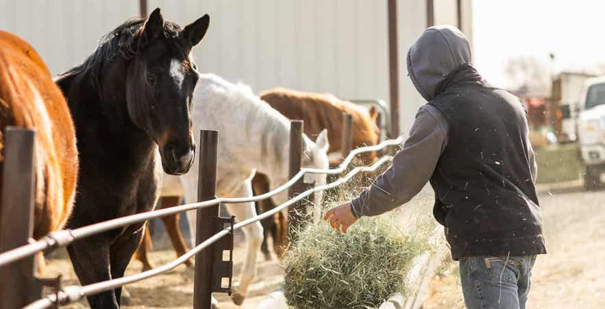 Person throwing hay to horses in pen.