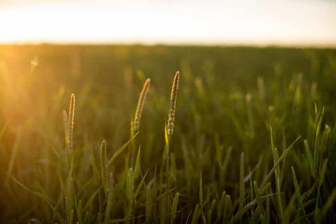 Timothy grass field