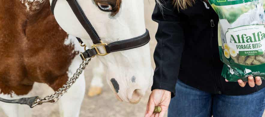 Training with horse treat.
