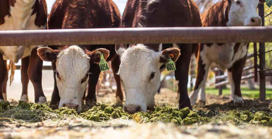 Cattle eating Standlee forage cubes in feeding pen.