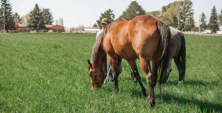 Horses grazing green pasture during spring, demonstrating controlled pasture turnout and healthy grazing practices.