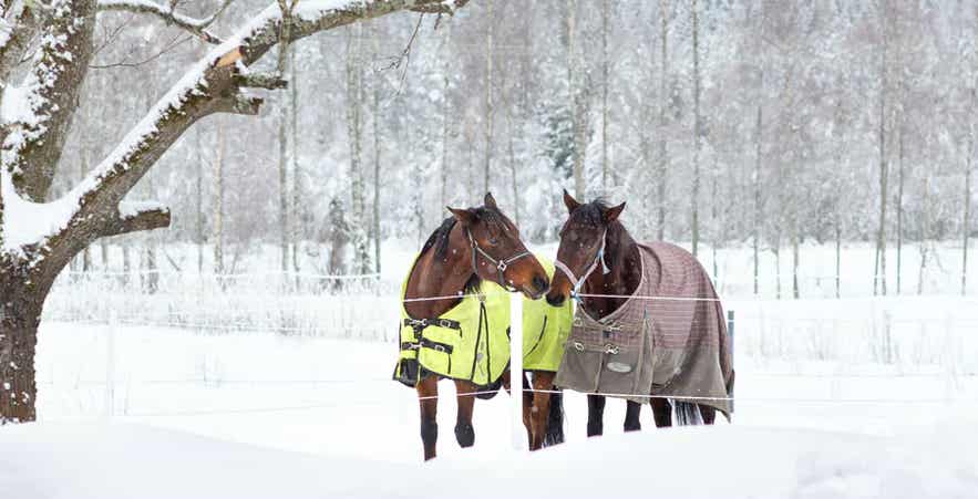 Horses wearing blankets