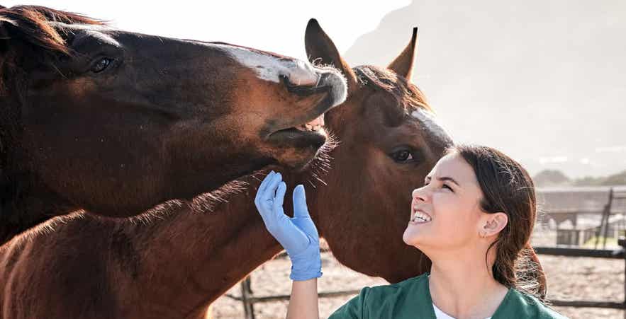 Equine vet checking a horse's mouth and jaw area during an equine dental health assessment.