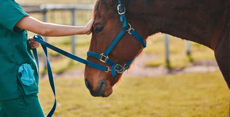 Horse receiving routine wellness care to support dental health, comfort, and proper forage consumption.