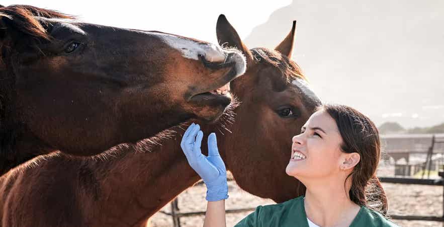 Equine veterinarian inspecting the dental health of a horse.