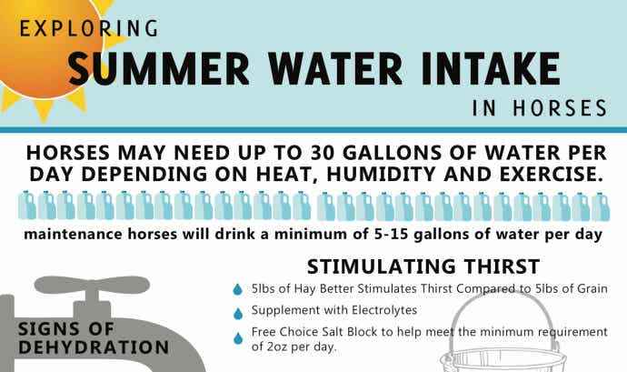 Water Intake for Horses Infographic