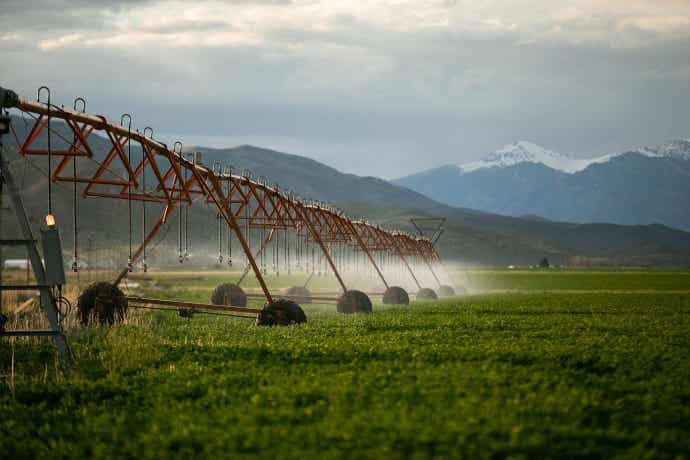 Watering alfalfa