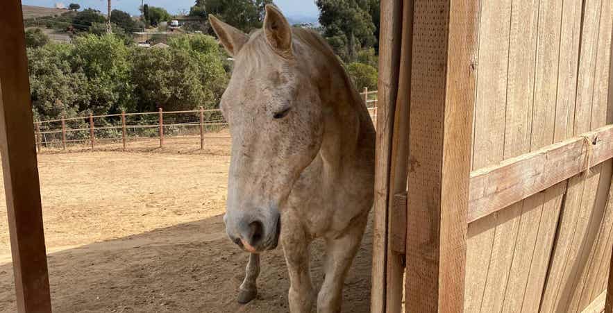 Senior horse standing in the shade of an outside pen.