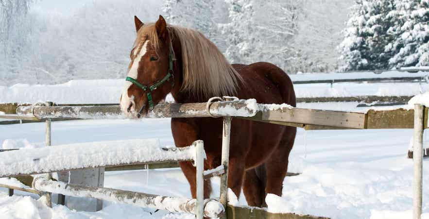 Horse at fence during winter