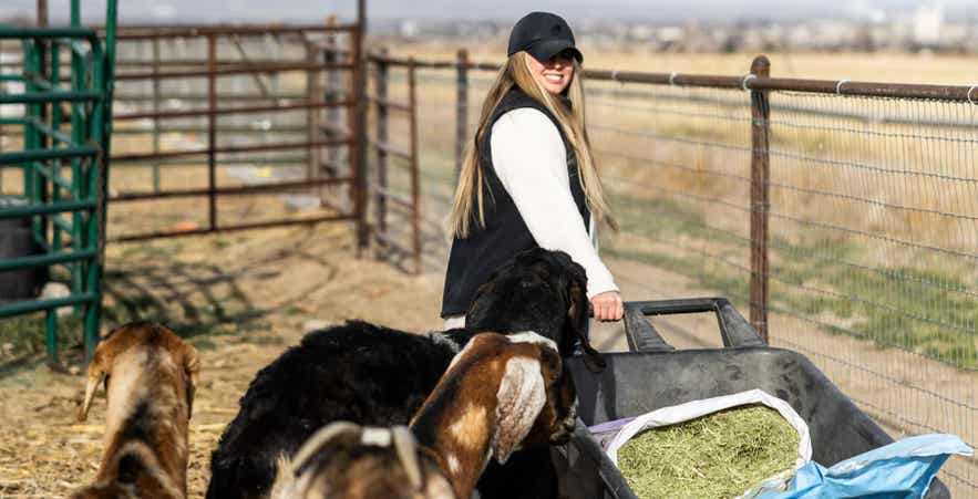 Goat owner puling a wheelbarrow with Grazlee feed while goats follow.