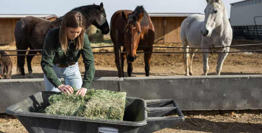 Woman preparing hay from a bale to be fed to horses