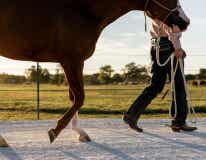 Man walking horse by lead
