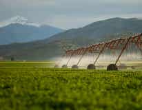 Green field being watered by sprinklers