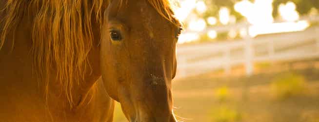 Brown horse in field.