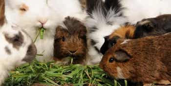 Small animals eating forage