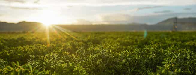 Field of alfalfa forage.