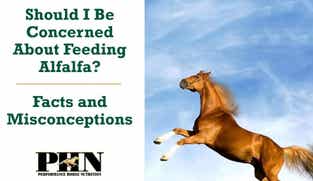 Preview of Should I Be Concerned About Feeding Alfalfa? – Facts and Misconceptions nutritional webinar