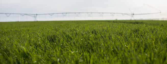 Forage growing in a field.