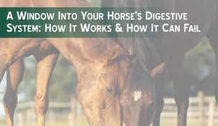 Preview of A Window into Your Horse's Digestive System nutritional paper