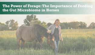 Preview of The Power of Forage: The Importance of Feeding the Gut Microbiome in Horses nutritional webinar
