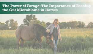 Preview of The Power of Forage: The Importance of Feeding the Gut Microbiome in Horses nutritional webinar