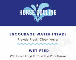 Horse Cooling Tips Infographic Preview